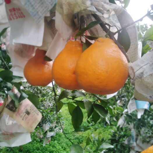 丹棱县 春见耙耙柑，纯甜化渣热卖中