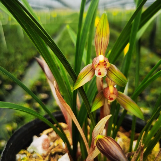春兰新品基地直销，货源充足。花期2-4月浓香型