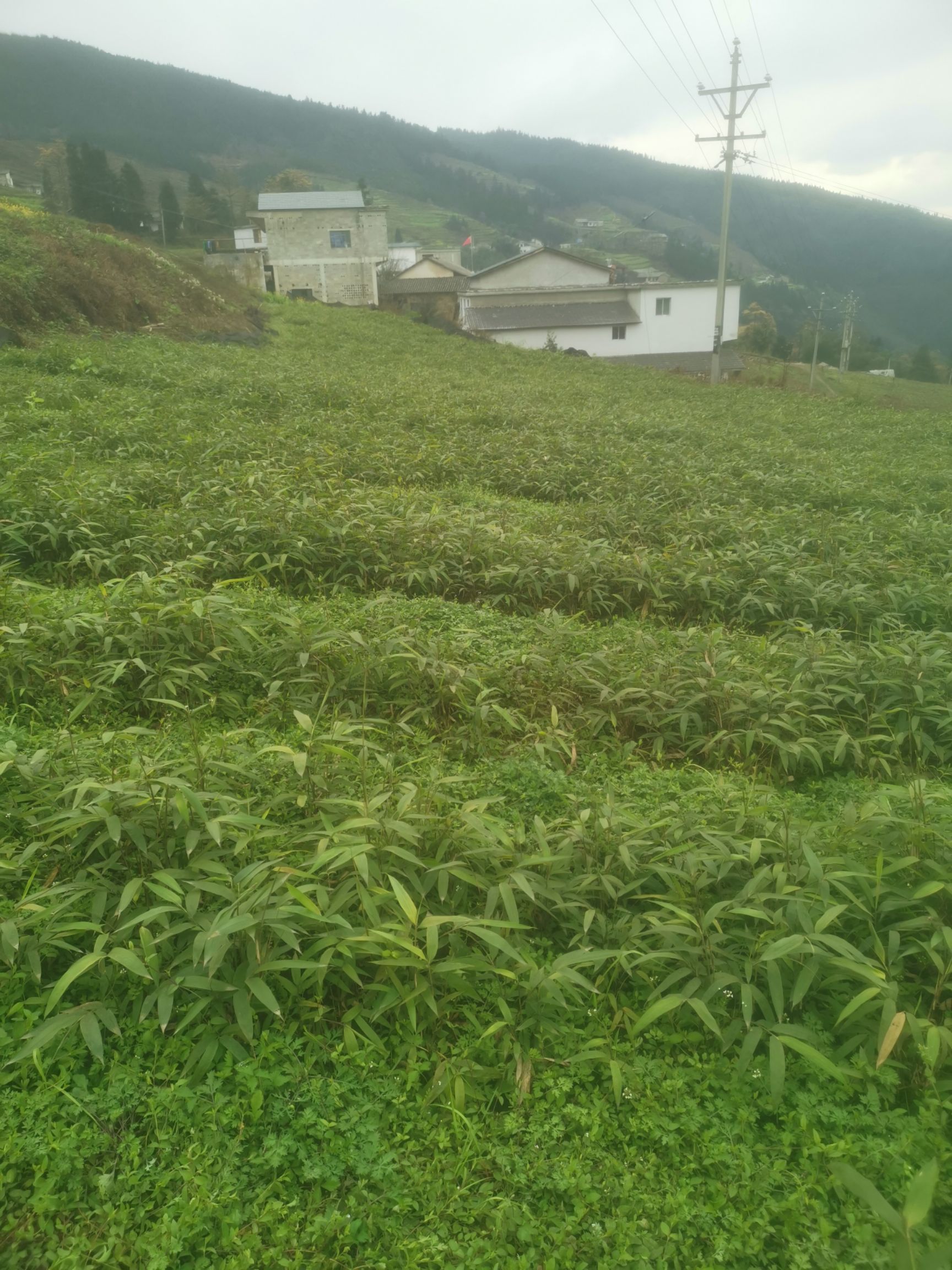  刺方竹大量出售