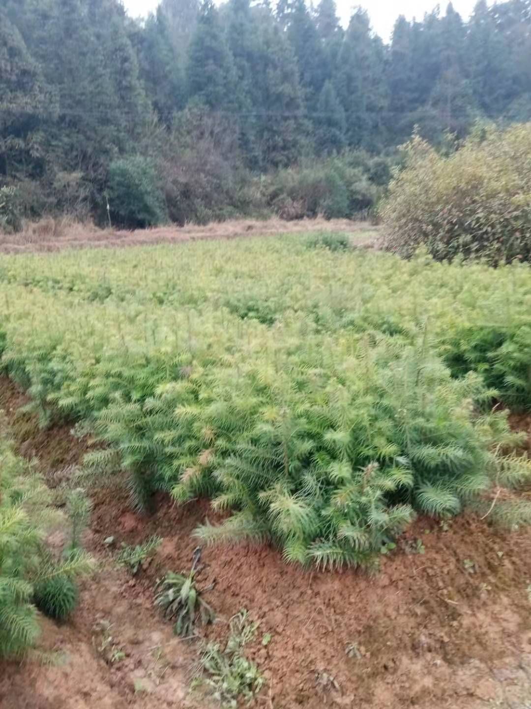 杉木树苗  大量供应一年生杉木小苗，原生田苗，苗圃直供，走量批发