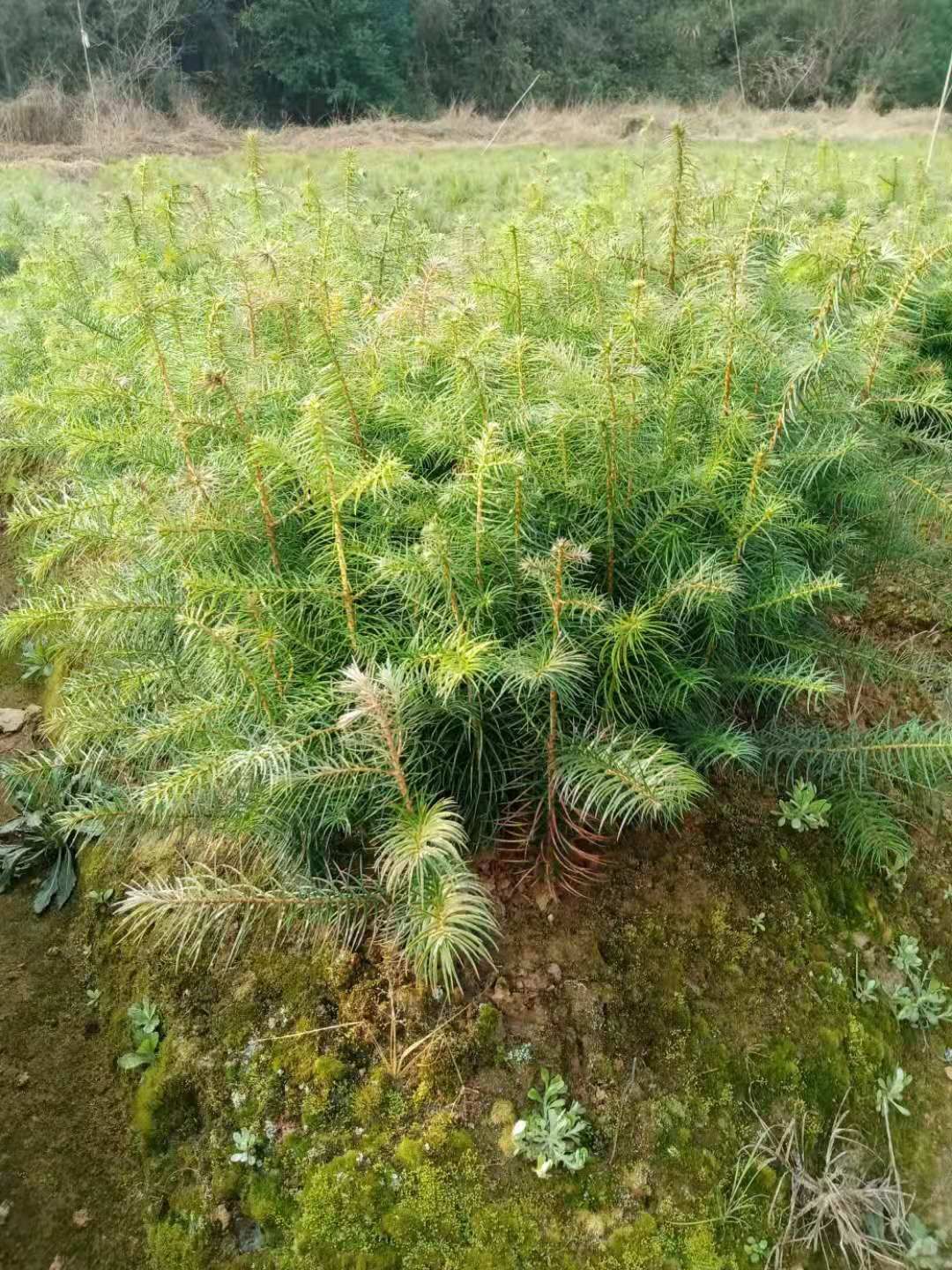 杉木树苗  大量供应一年生杉木小苗，原生田苗，苗圃直供，走量批发
