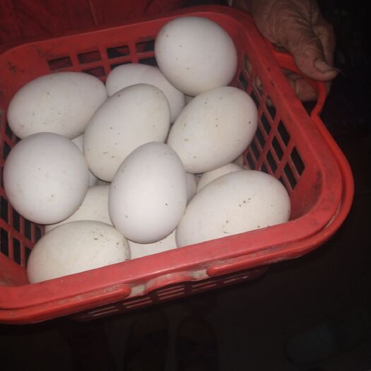 莱州市鲜鹅蛋 食用 箱装