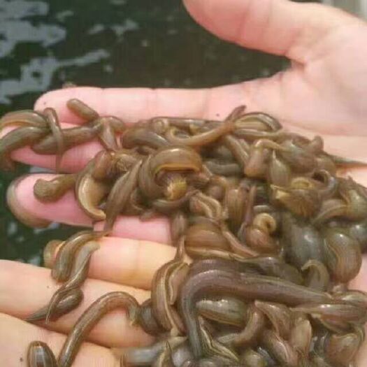 微山县宽体金线蛭 水蛭幼苗，满月苗，大量供应