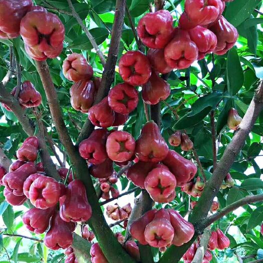 南宁黑糖芭比莲雾苗  黑糖芭比莲雾