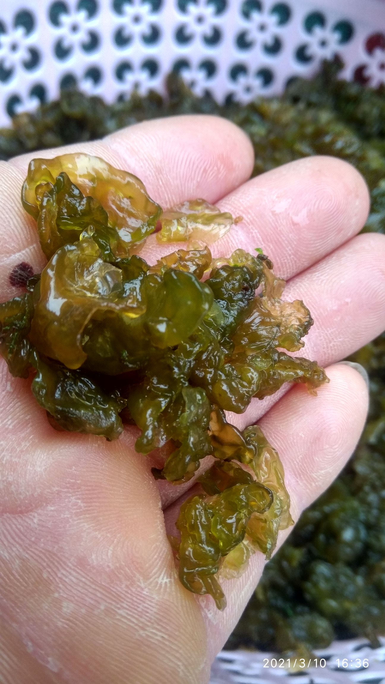 地皮菜  地皮莱