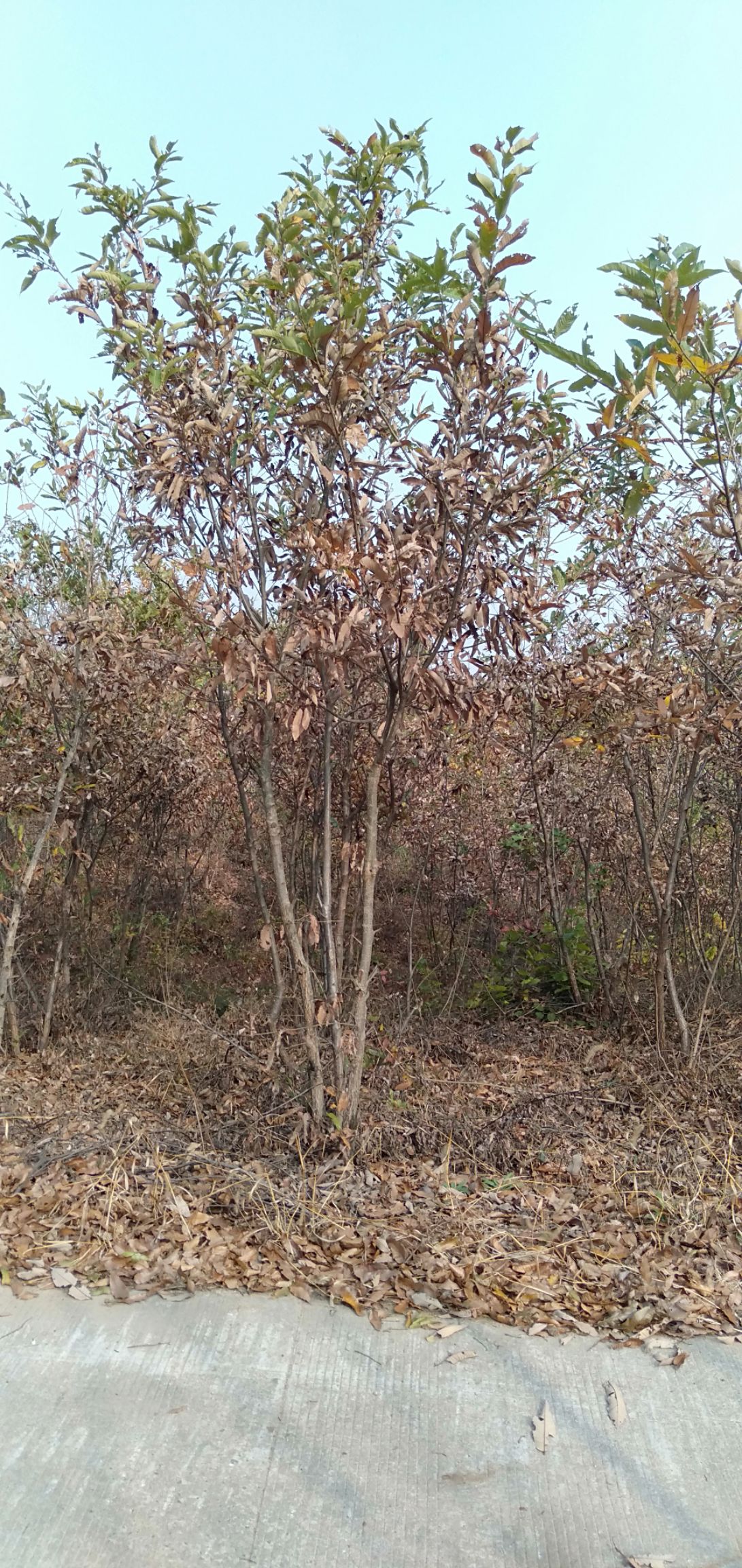 麻栎2/20公分大量供应  栓皮栎3/20公分大量供应