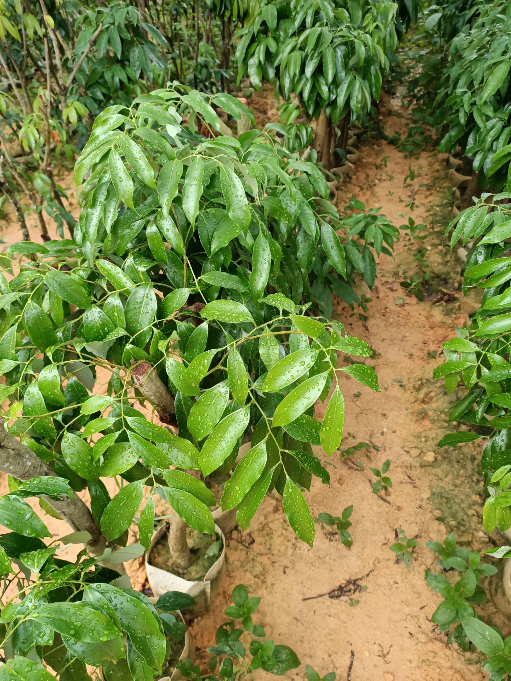 荔枝高压苗 桂味荔枝苗 妃子笑  糯米糍带原土营养杯、带叶子