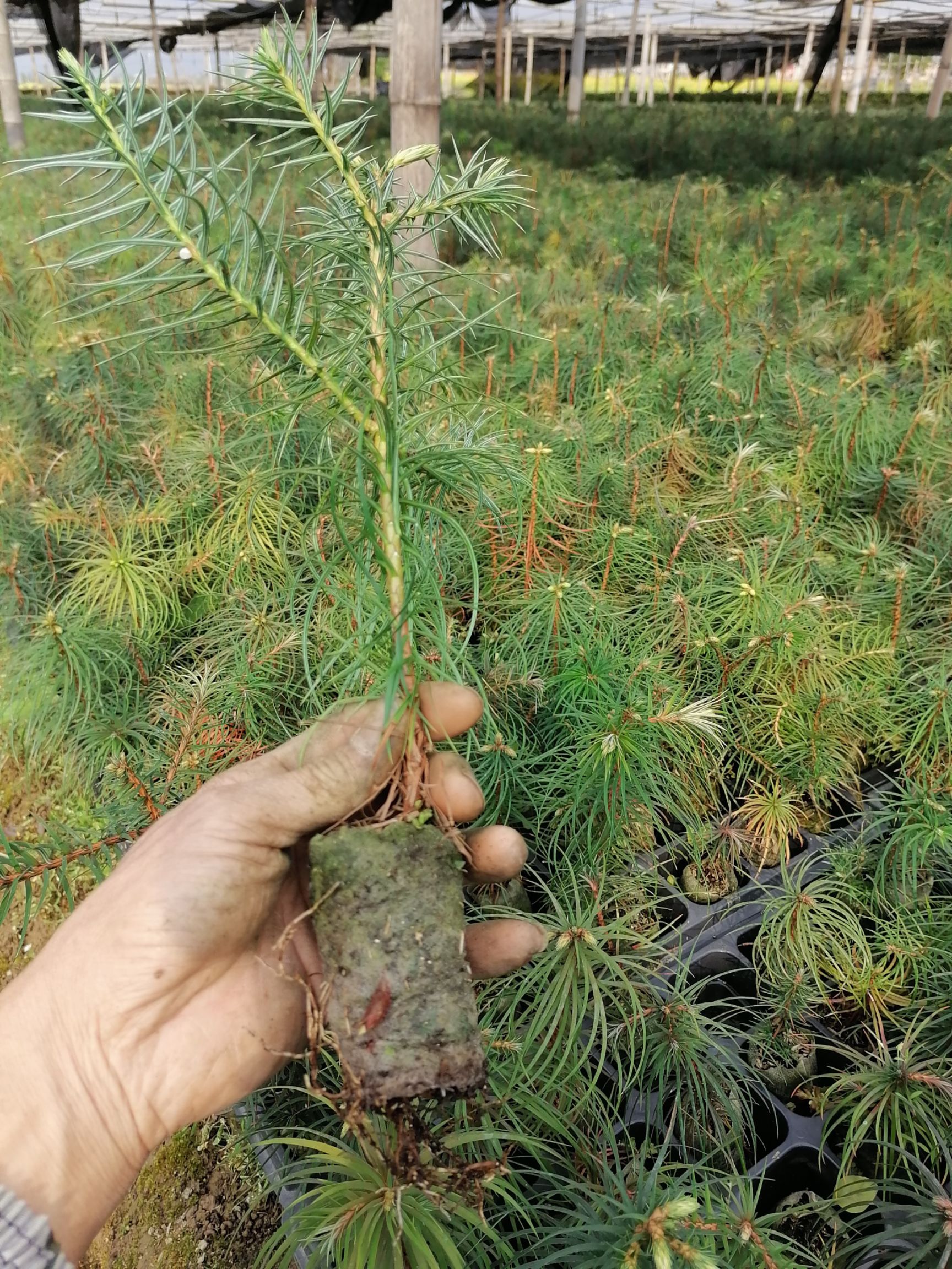  柳州融安香杉牌速生杉木苗
