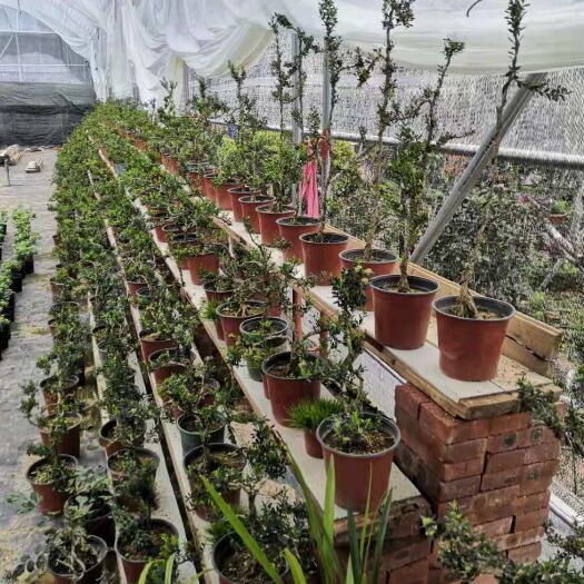 漳平市 黄杨树小叶雀舌黄杨盆景庭院树造型独杆高杆景观树木别墅绿化树