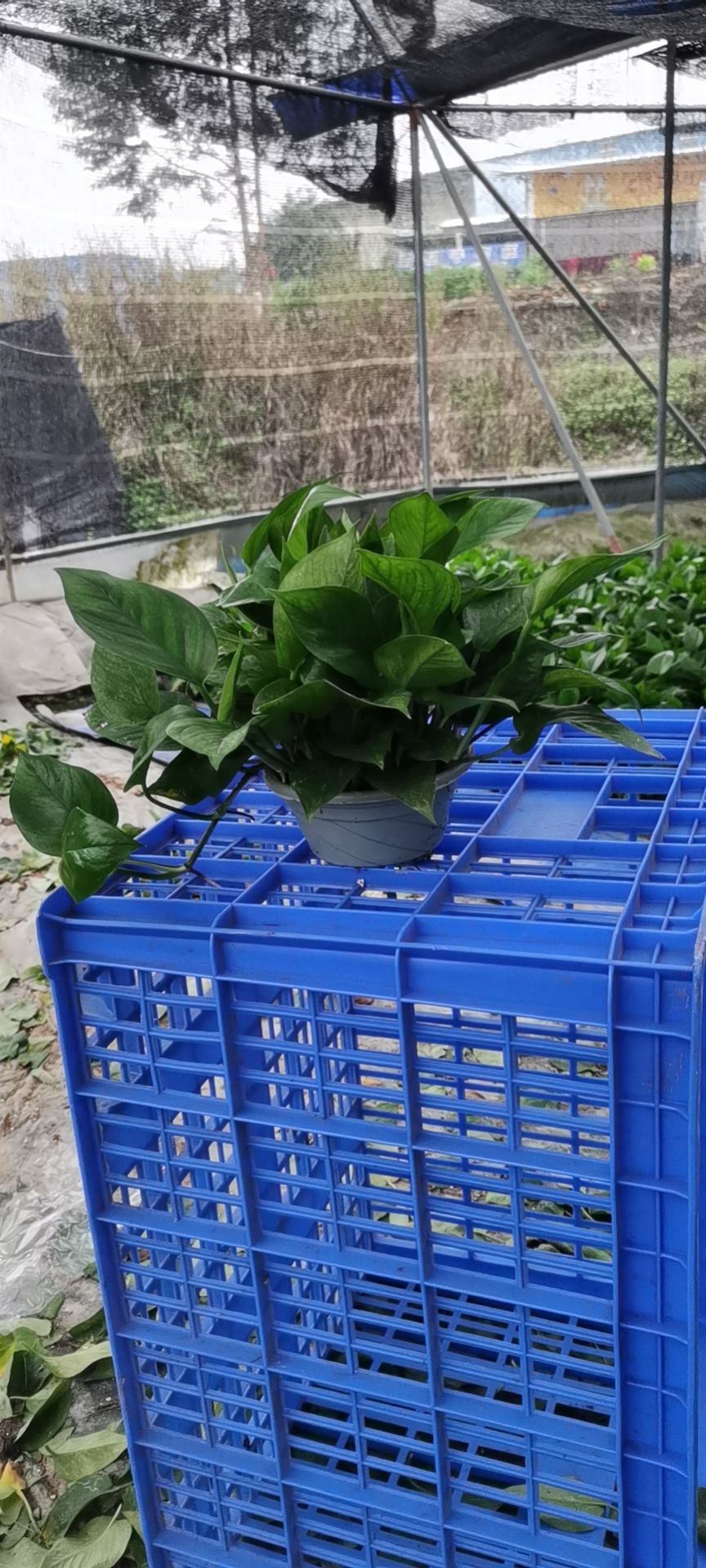 绿萝盆栽苗木花草室内观叶植物净化空气办公家居装饰