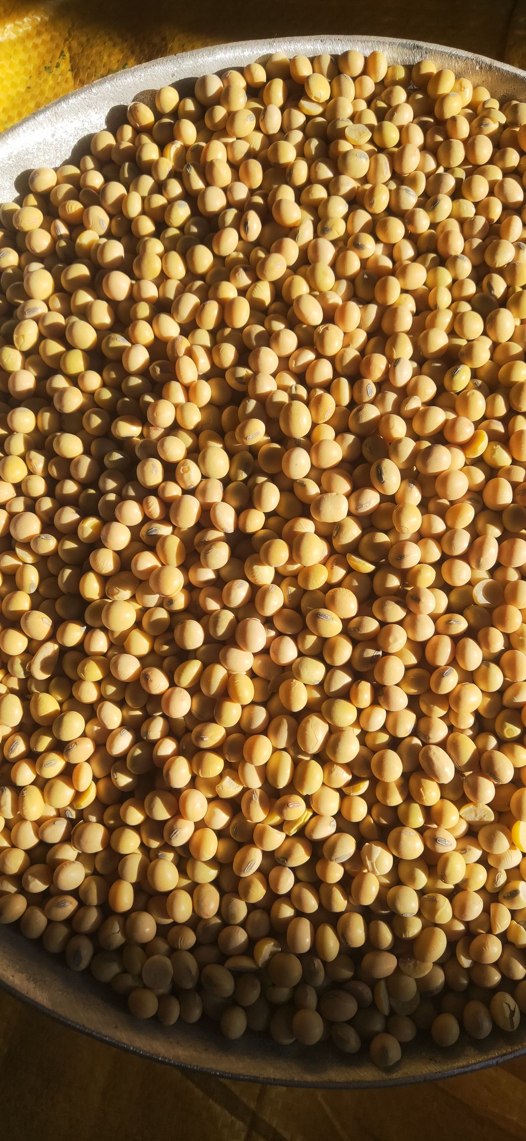 黄大豆  大豆美湾.集装箱货，蛋白40， ，适合榨油龙虾豆