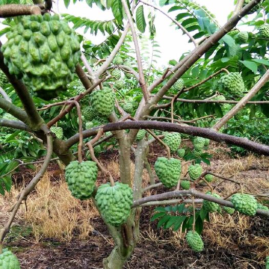 南宁释迦果苗  凤梨释迦