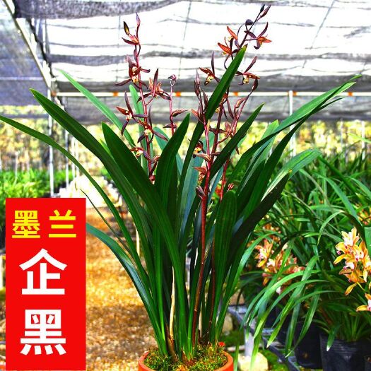 沭阳县墨兰企黑盆栽易养护浓香型兰花苗报岁兰花卉绿植室内美观四季常青