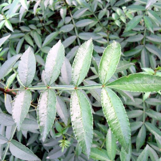 重庆市九叶青花椒苗，花椒苗，耐旱耐寒，又麻又香