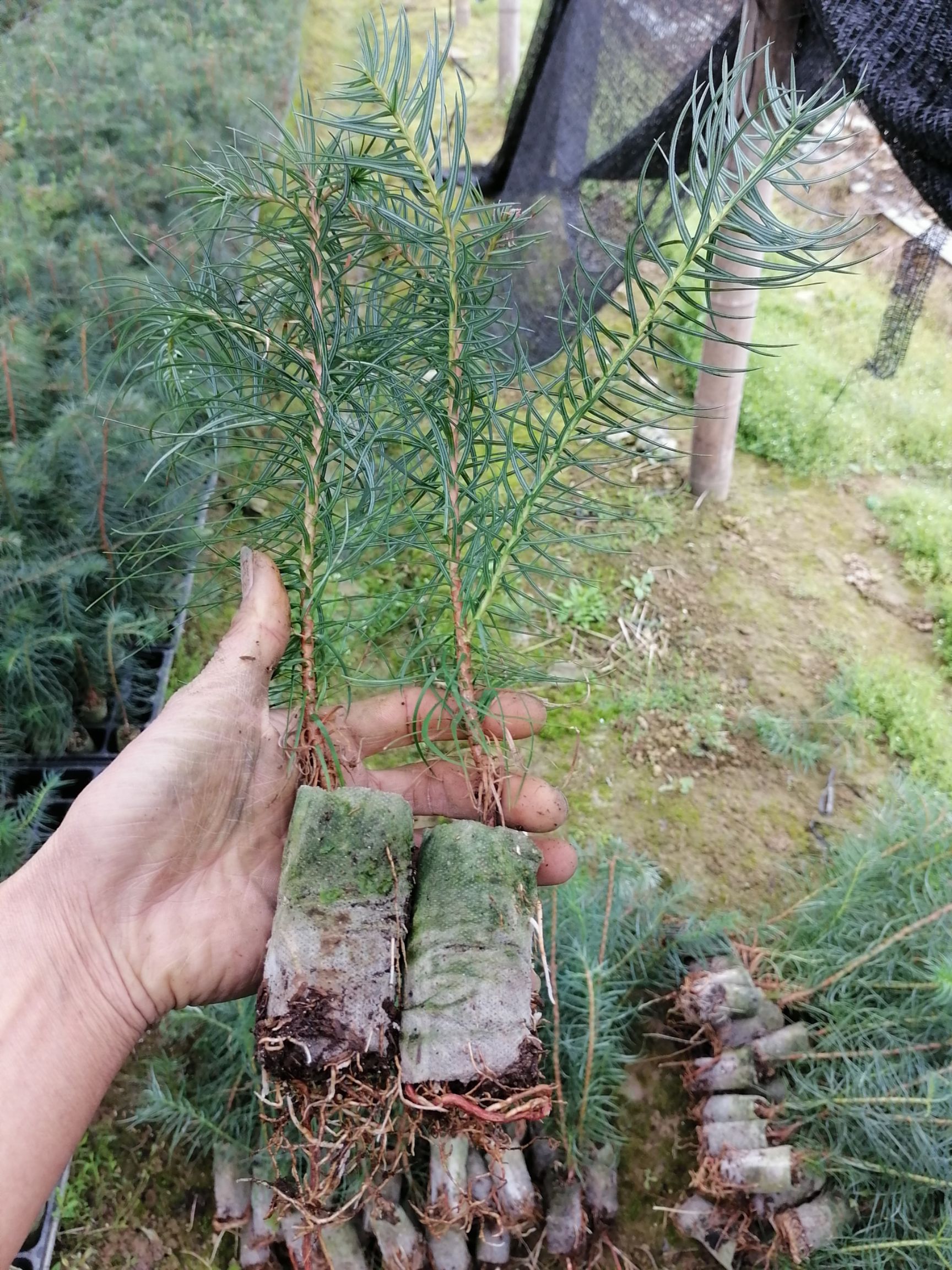  柳州融安香杉牌速生杉木苗