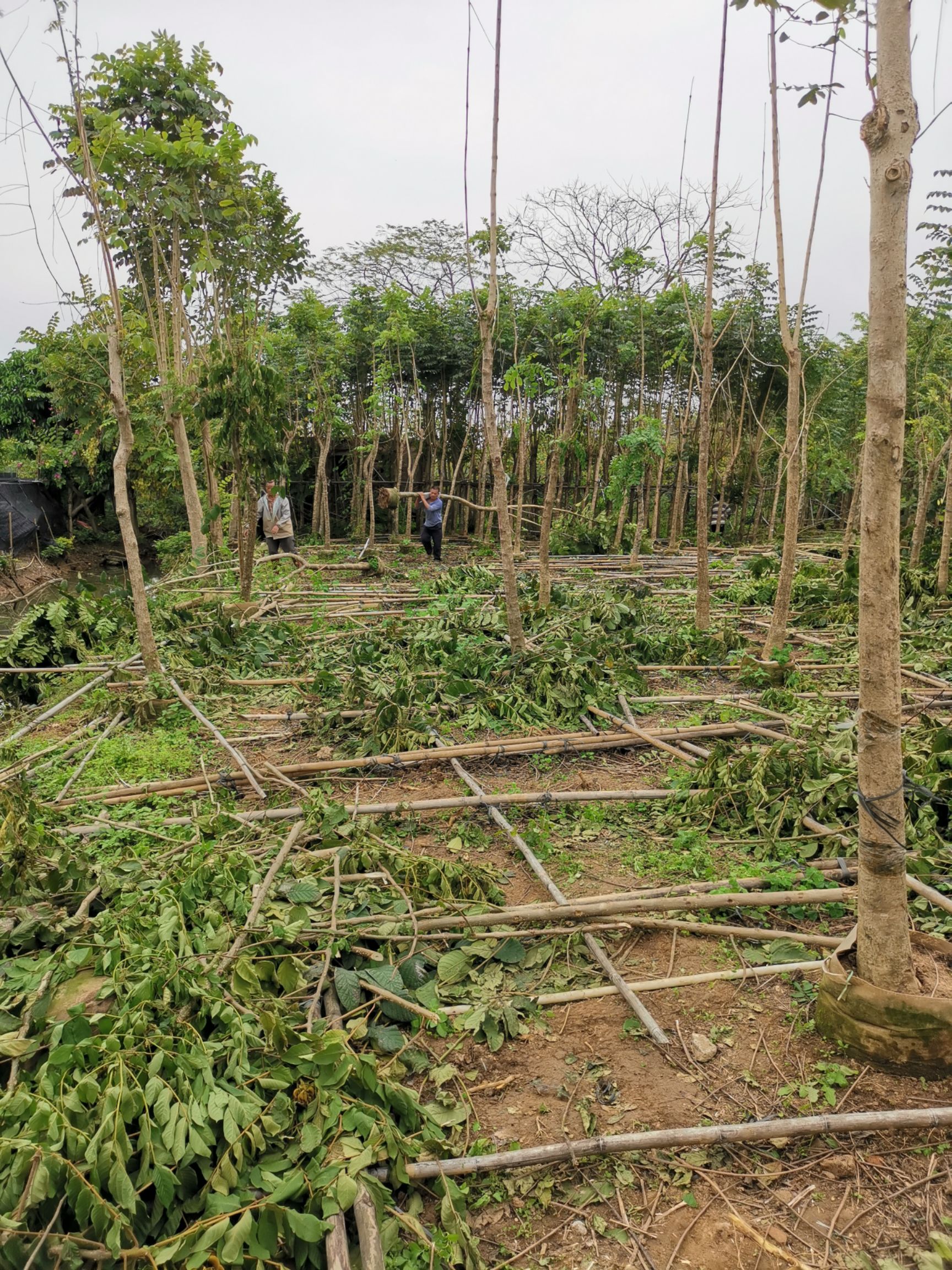  火焰木袋苗大量