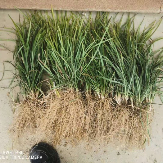 襄樊无土麦冬草，无中间商一手货源，大型基地直销价低同行，提供技术