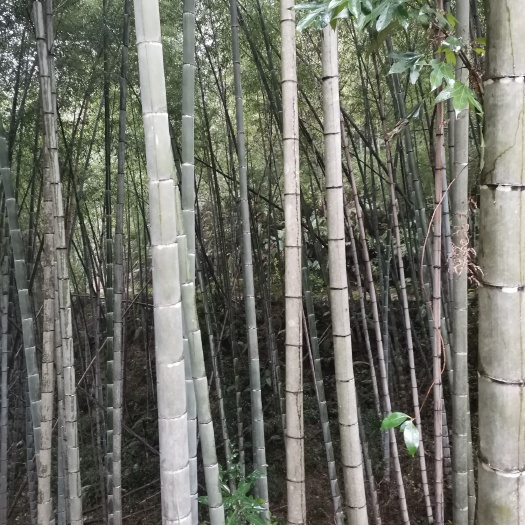  毛竹