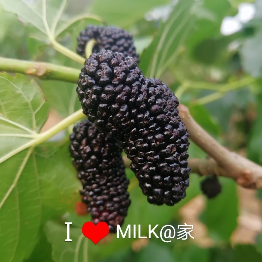 黑桑葚  时令鲜桑果