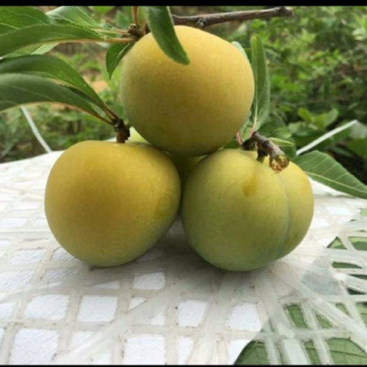 桂林蜂糖李