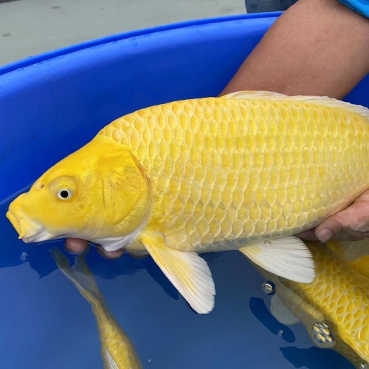 广州黄金锦鲤50cm