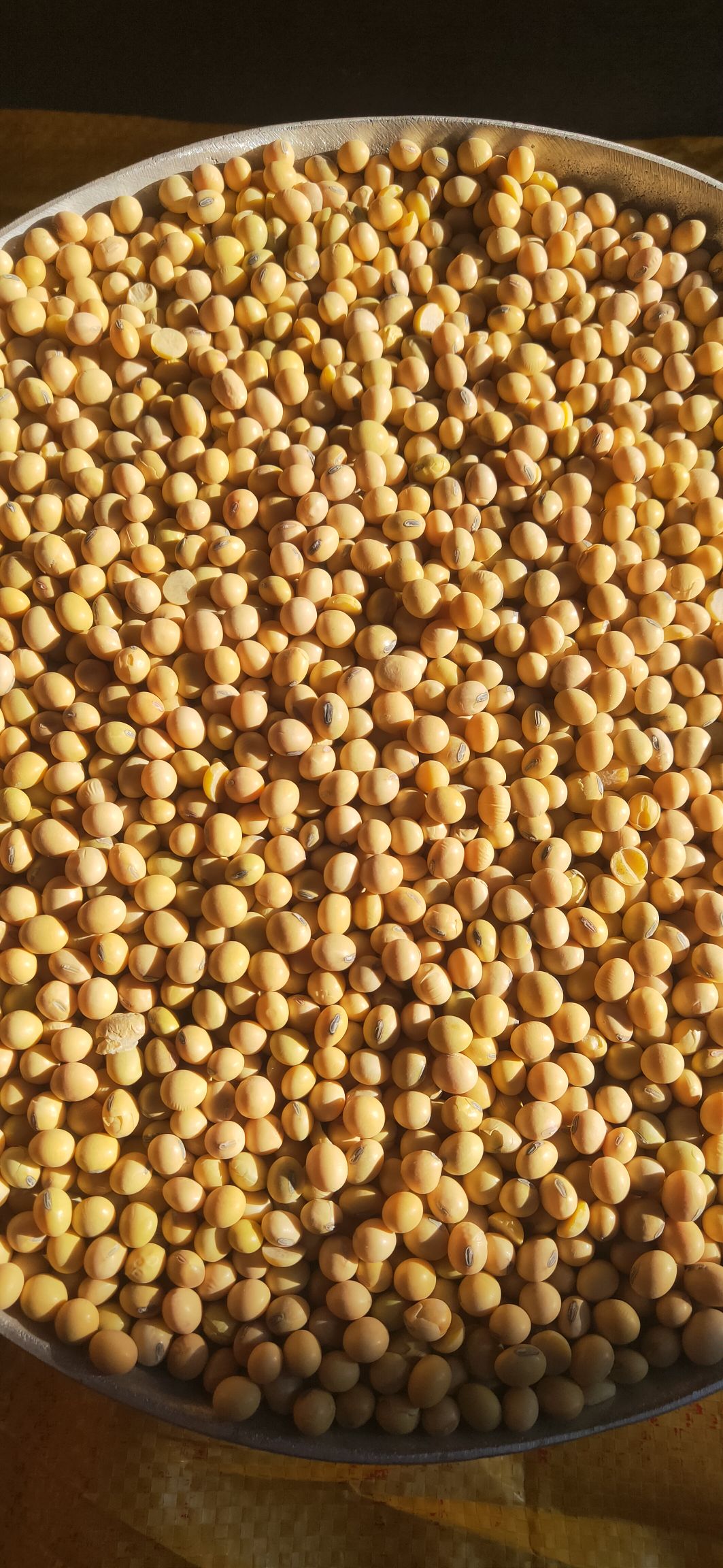 黄大豆  大豆美湾.集装箱货，蛋白40， ，适合榨油龙虾豆
