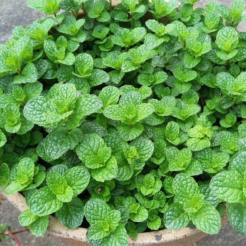 【食用薄荷】薄荷四季易种活阳台植物盆栽香草
