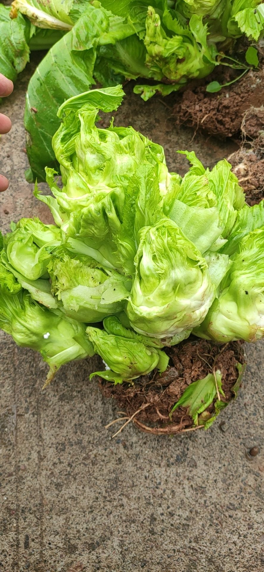 儿菜，大量有货，需要的联系