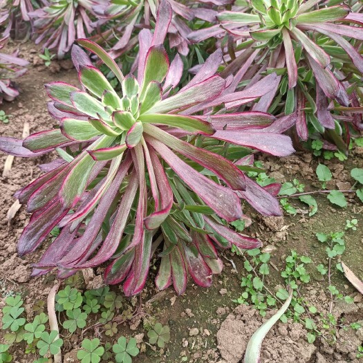 兰陵县红腹轮锦  红复轮捧花