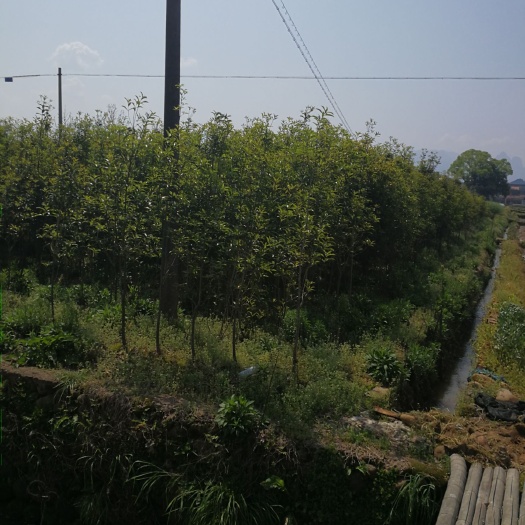 江山市黄金桂花树  有6000棵桂花树出售