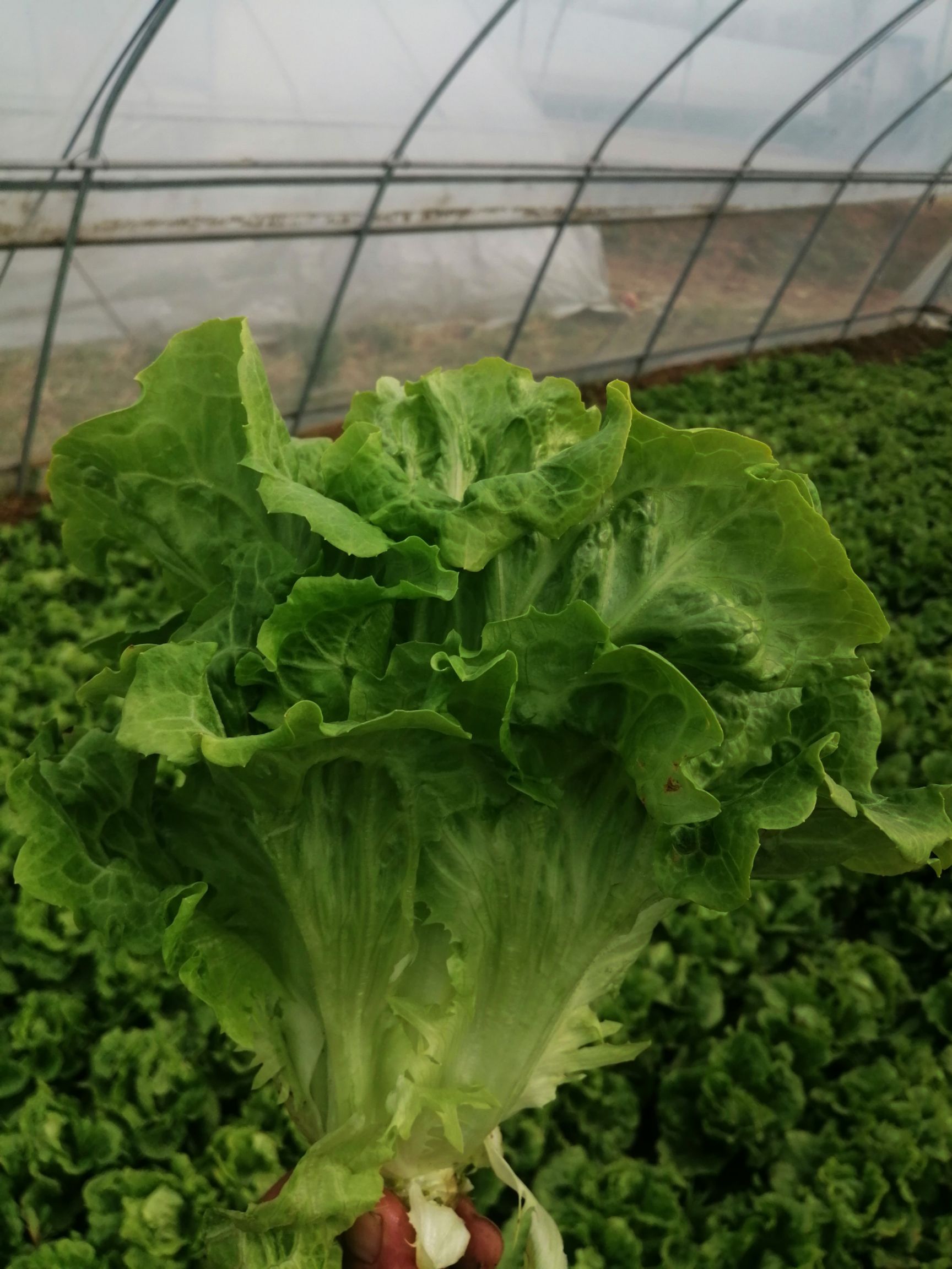 球生菜  基地直供！货源充足！一手货源！对接菜农！价格平稳！