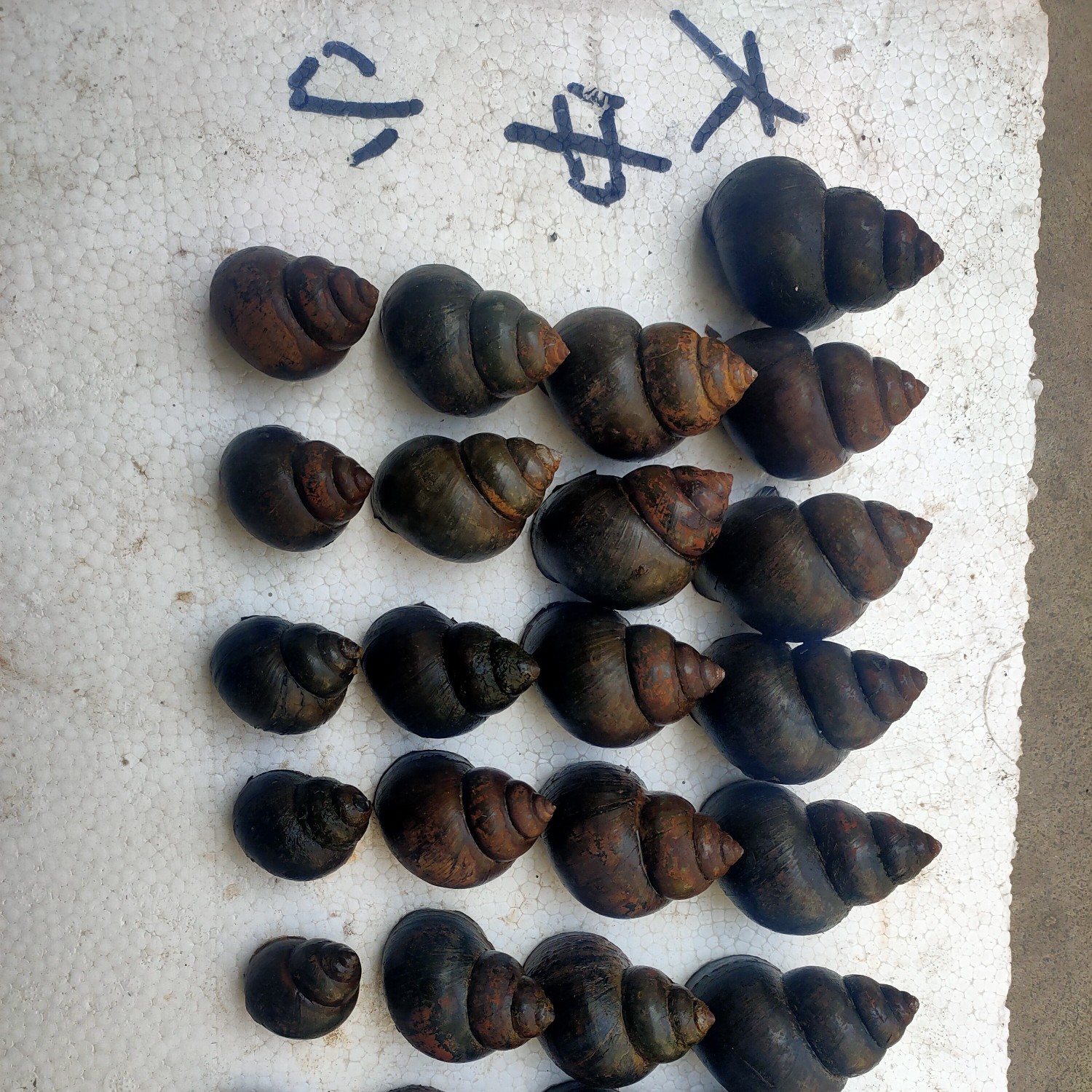  人工精选，炮头石螺，规格17/2.5