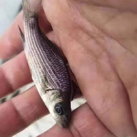富顺县鲈鱼苗
