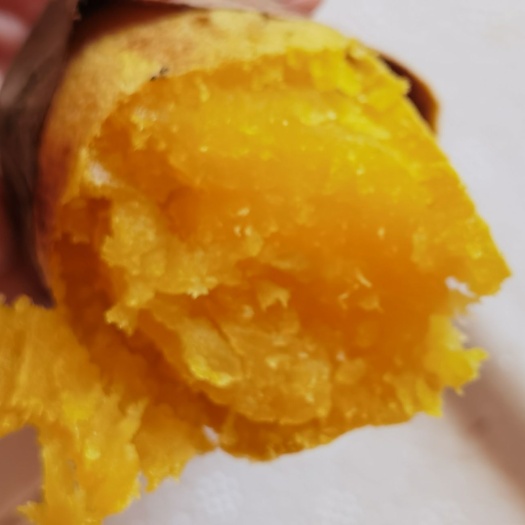 玛莎莉 西瓜红,蜜薯25,紫薯苗,哈密,澳洲蜜薯,品种齐全