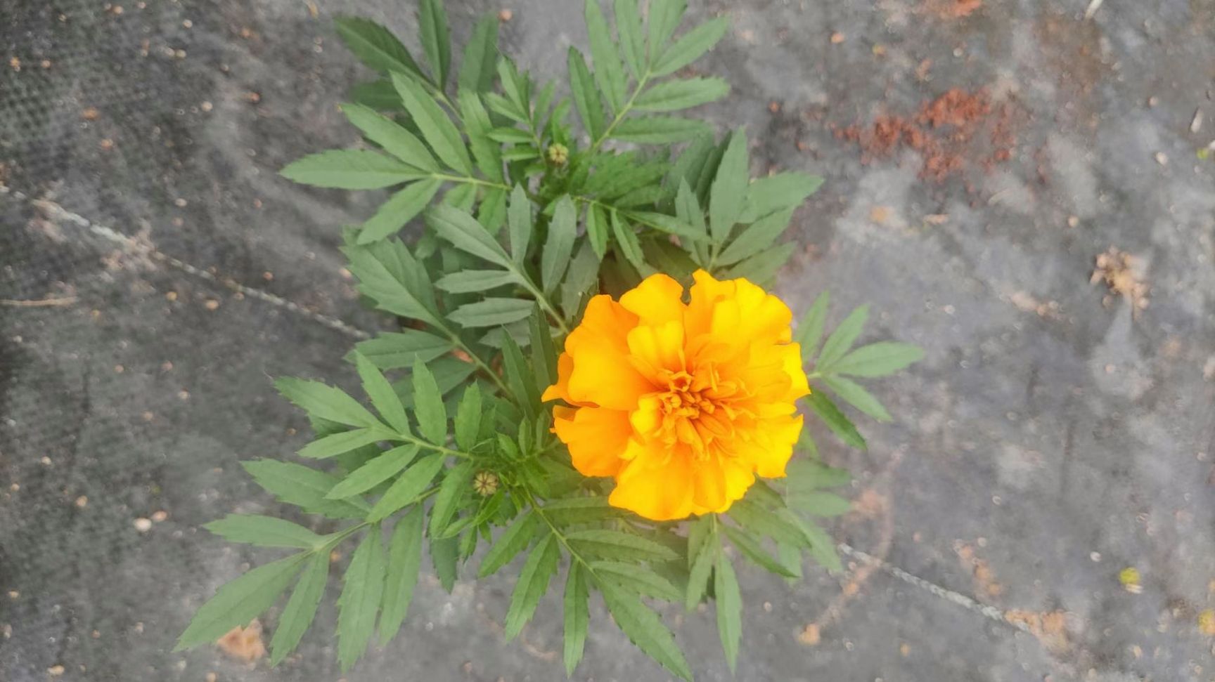 孔雀草时令草花公园租摆花卉宿根花卉盆栽基地销售