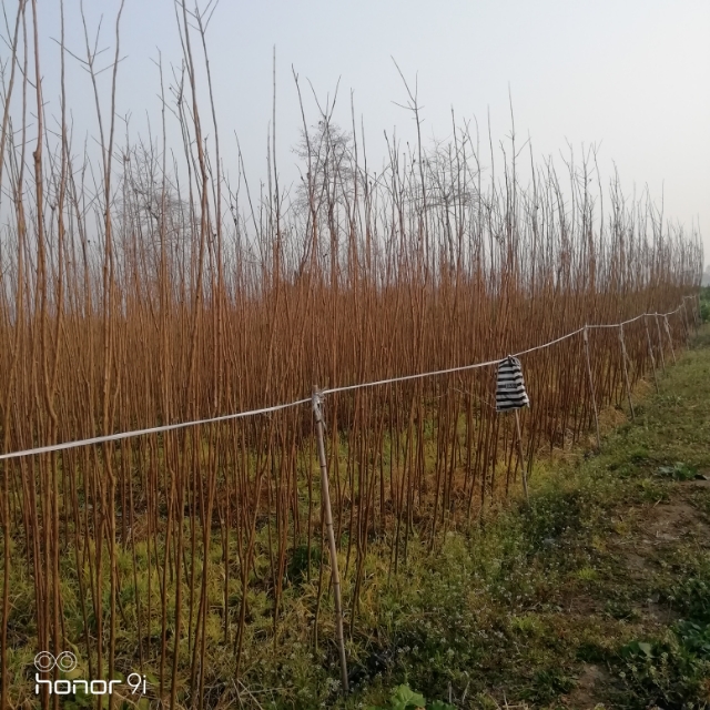 红花紫薇 紫薇条子（大二红）高2米一2.5米