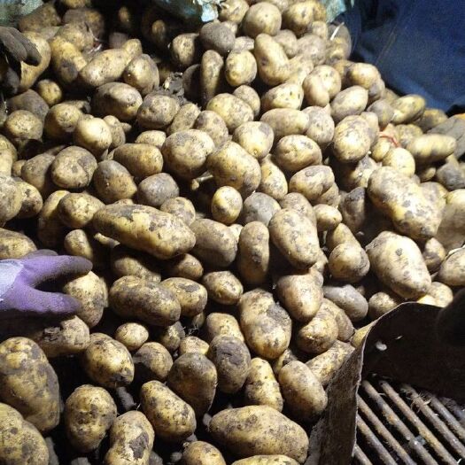 绥化荷兰15  出售黑龙江荷兰系列土豆种子，荷兰七，荷兰十五脱毒