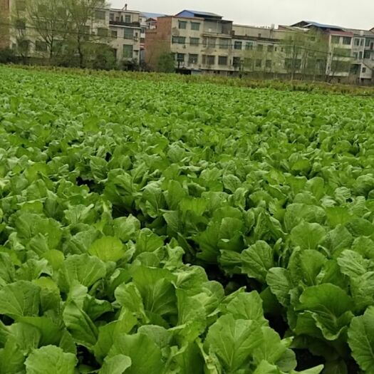 双峰县菊锦大白菜，产地湖南双峰，大量有货