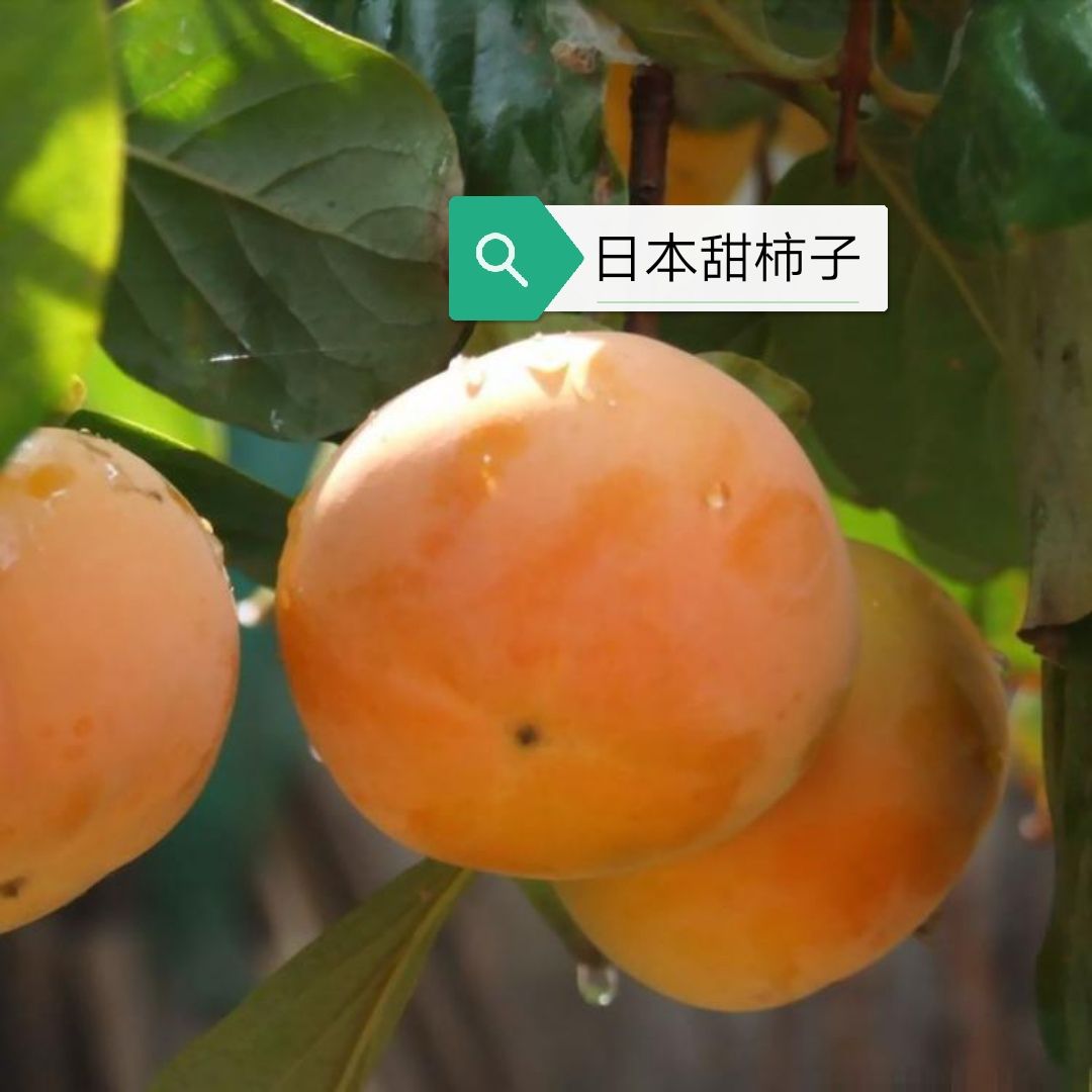 日本甜柿子苗 嫁接，1～3年苗，