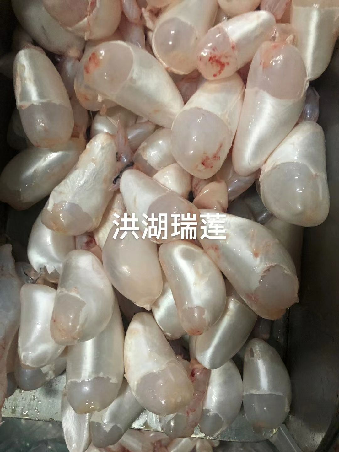 白鲢鱼  鲜鱼鳔（鲜鱼泡，鱼胶）工厂直发，品质保证，价格优惠