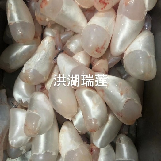 洪湖市白鲢鱼  鲜鱼鳔（鲜鱼泡，鱼胶）工厂直发，品质保证，价格优惠