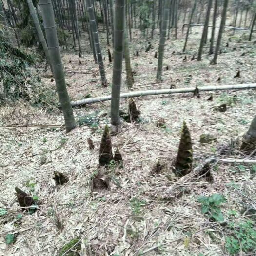 衡阳县 深山竹笋