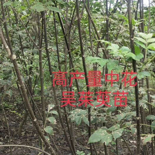 柳城县正宗高产量中花吴茱萸苗出售