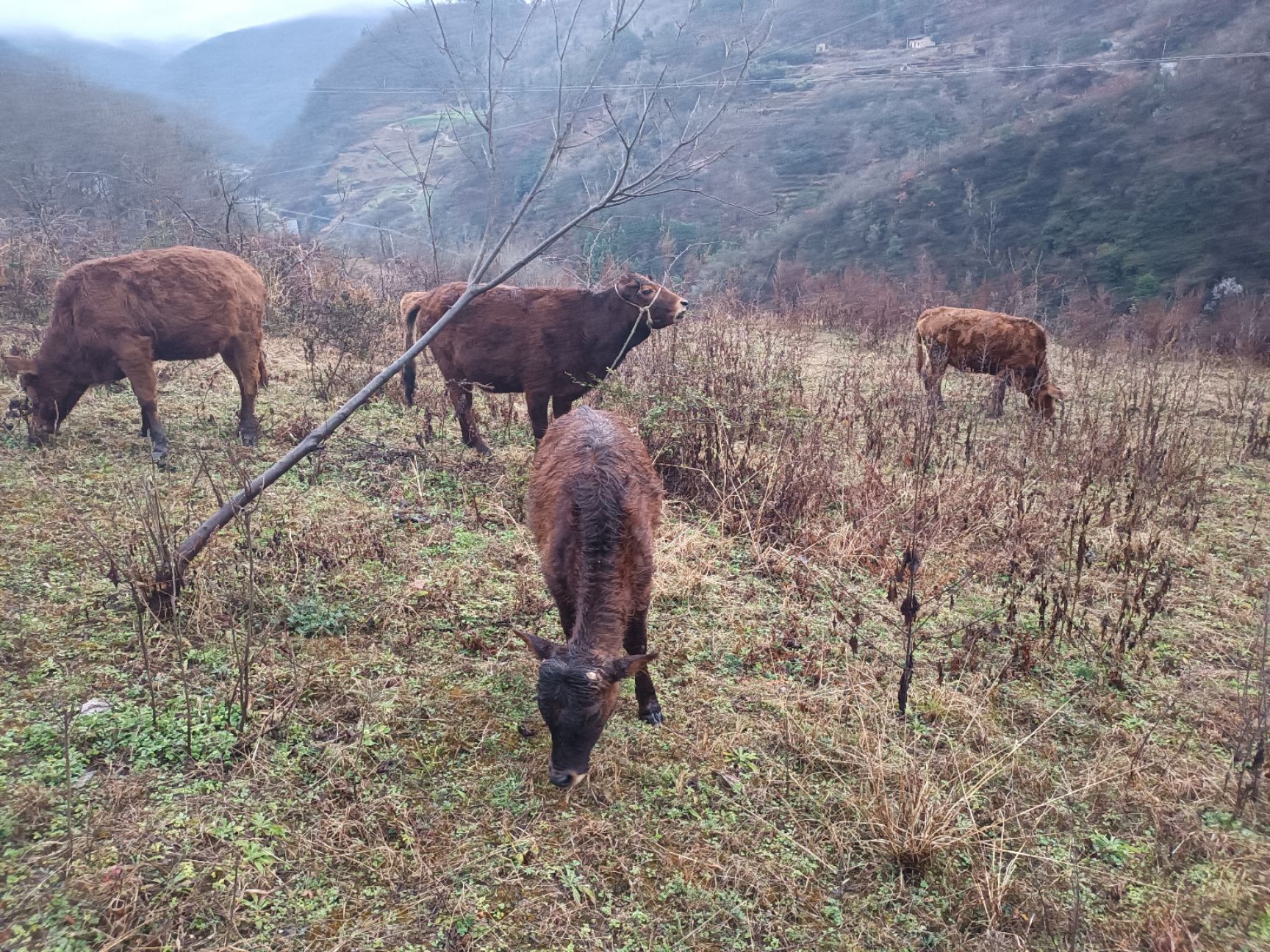 本地土黄牛肉质好