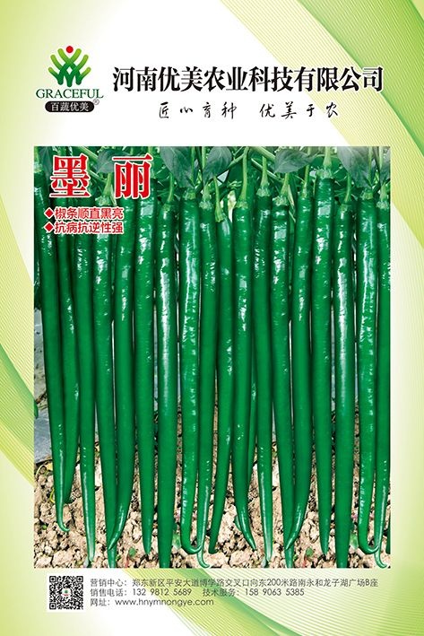 商丘线椒种子  高抗病，顺直