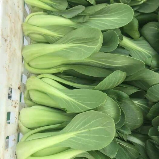 太和县精品上海青小青菜大量供应