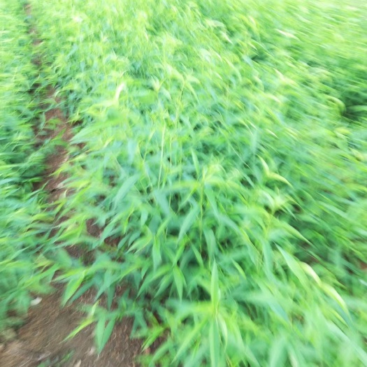 泰安山桃苗 0.6公分以上