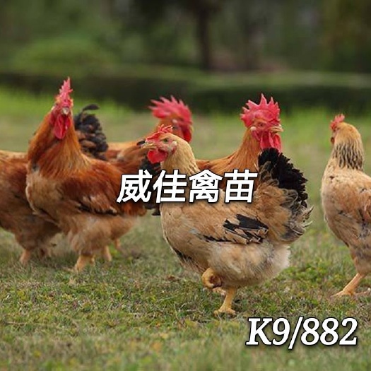 南宁K9鸡苗，麻黄鸡苗