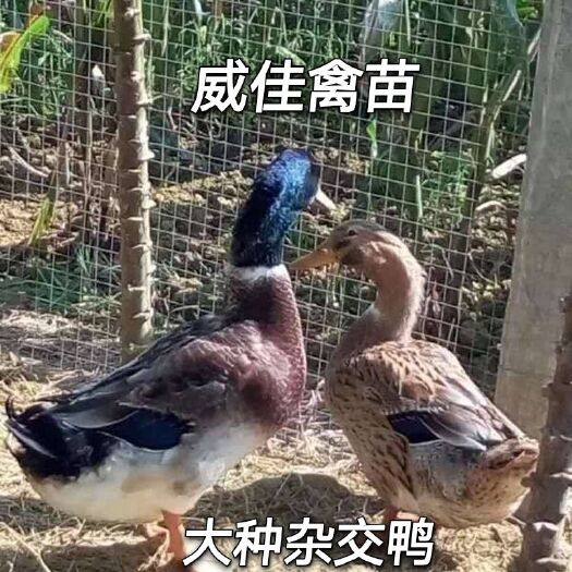 南宁麻鸭苗  大种杂交鸭，麻鸭，青头鸭， 包打好疫苗