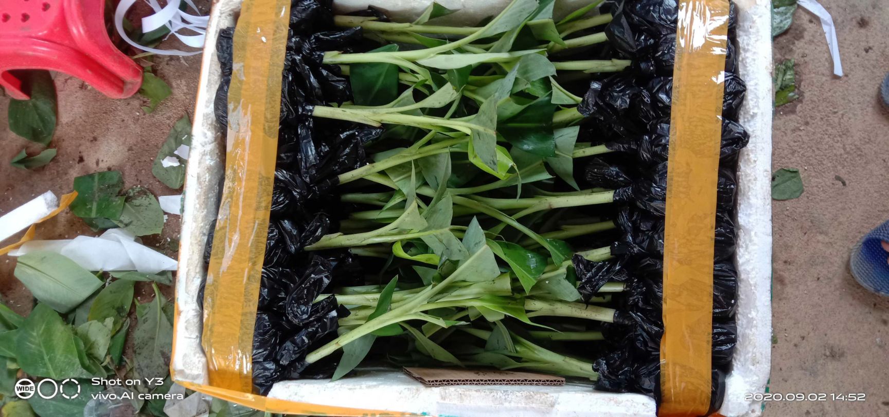 矮粉一号香蕉苗  香蕉、粉蕉、皇帝蕉、矮化蕉等等香浓可口易消化，老人小孩都爱吃